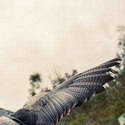 Study on Flying