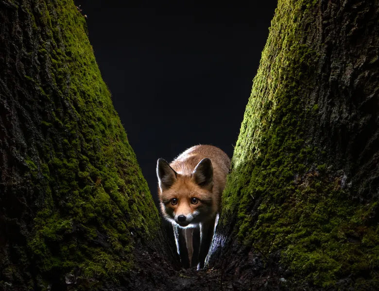 Observing Fox