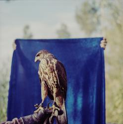 Study on Flying
