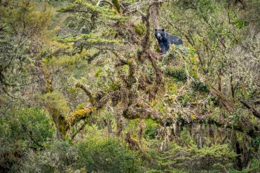 The Guardian of the Paramo