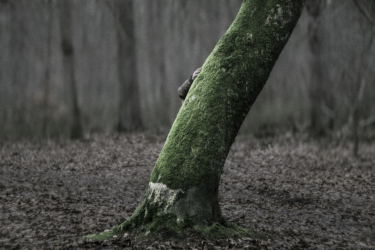 In the Valley, Flowers Remain